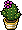 Lemon Crown Cactus