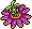 Pink Passion Flower