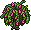 Dragon Fruit Bush