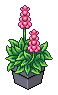 Delphinium Bitkisi 