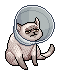 Koni Kedi Carter