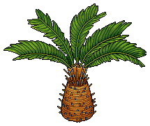 Tombul Palmiye
