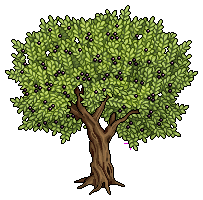olympus_c25_olivetree name