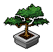 Bonsai Ağacı